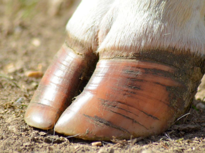 Приготовление раствора для «Хуф Эксперт» и советы по улучшению обработки дезковриков