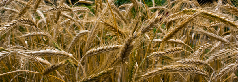 Тритикале фуражный