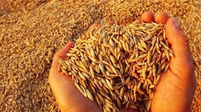 Рожь фуражная